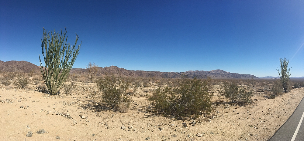 Joshua Tree NP